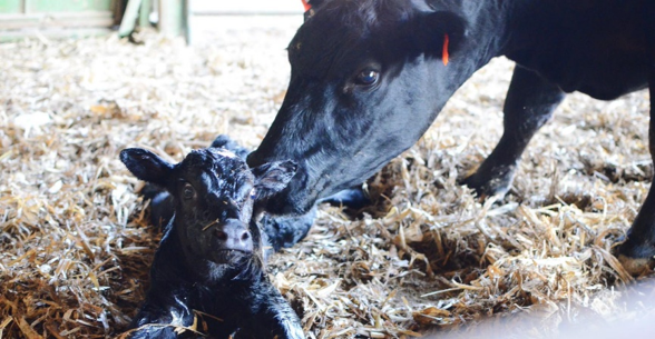 Are you ready for calving season